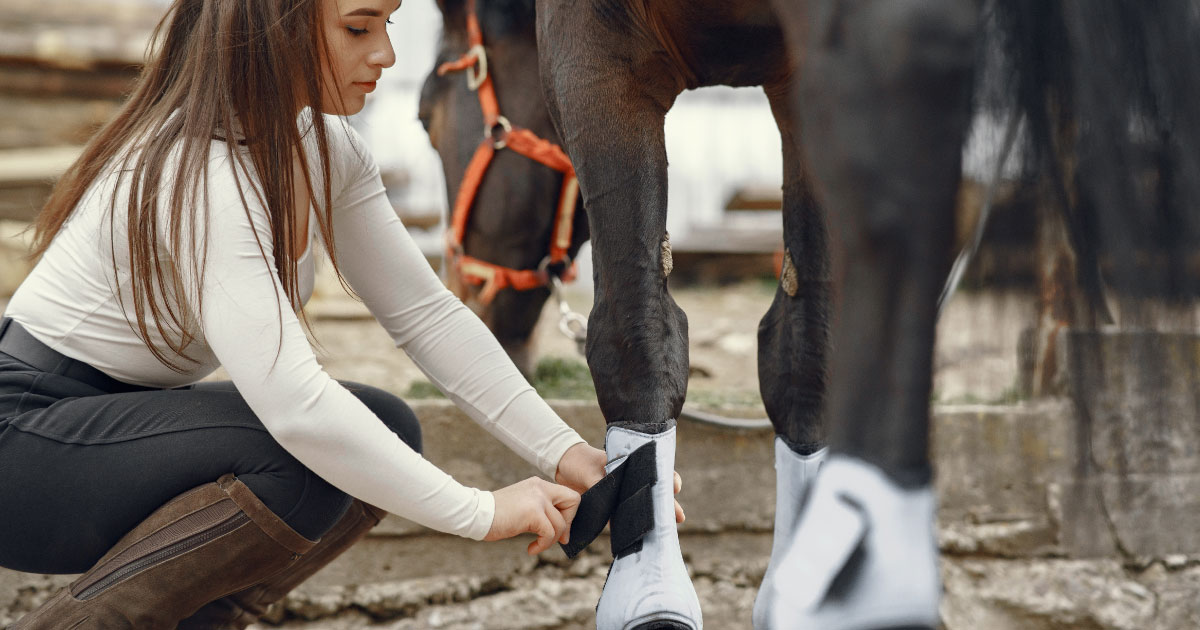 Caring-for-Your-Horses-Legs